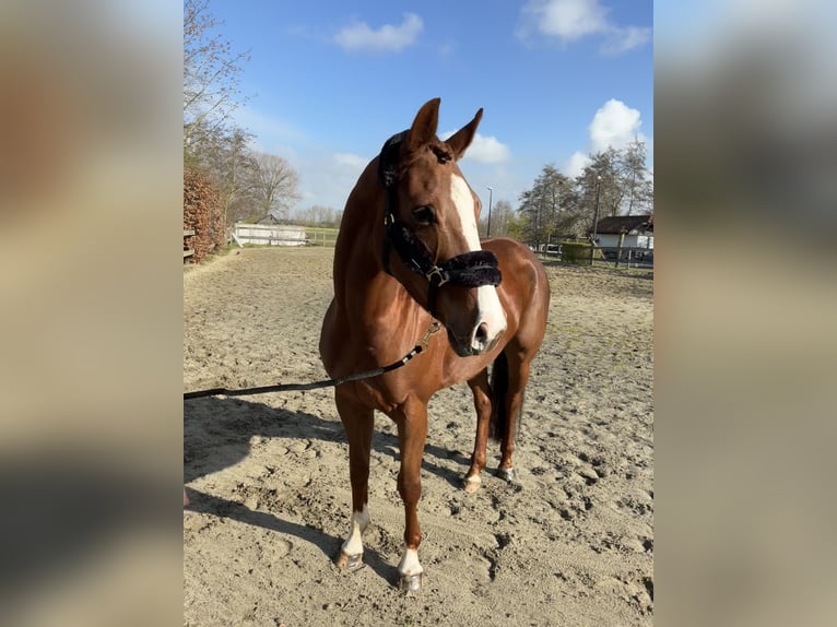 Zangersheider Mare 6 years 15,2 hh Chestnut in Zeveneken