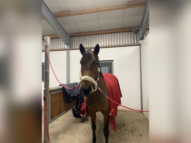 Zangersheider Mare 6 years 15,3 hh Brown in M&#xFC;nster