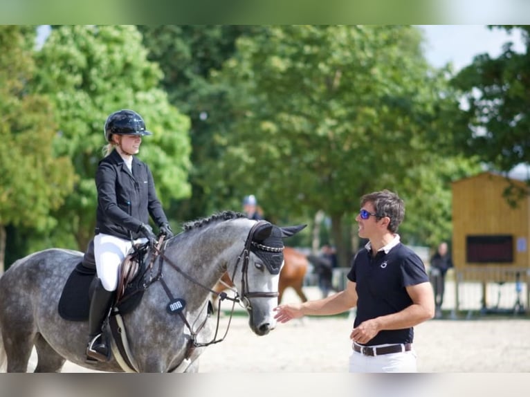 Zangersheider Mare 6 years 15,3 hh Grey in Gerstetten