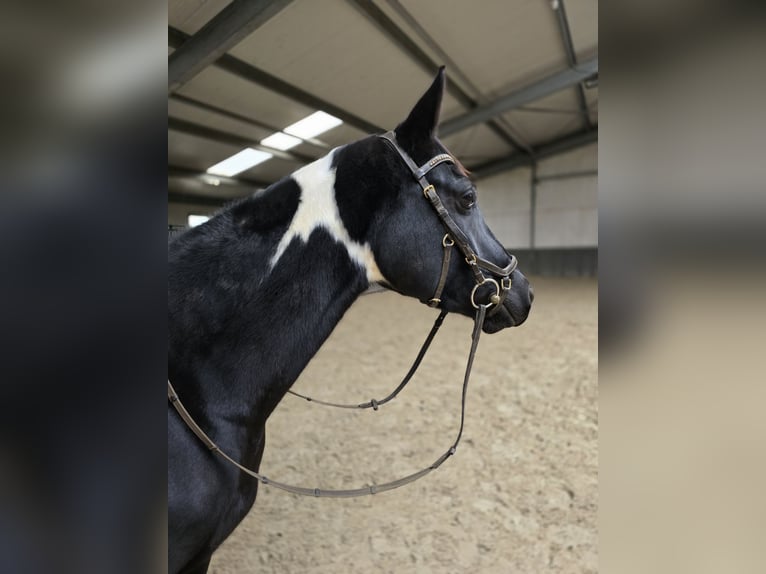 Zangersheider Mare 6 years 15,3 hh Tobiano-all-colors in Scherpenheuvel