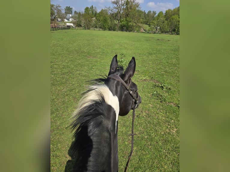 Zangersheider Mare 6 years 15,3 hh Tobiano-all-colors in Scherpenheuvel