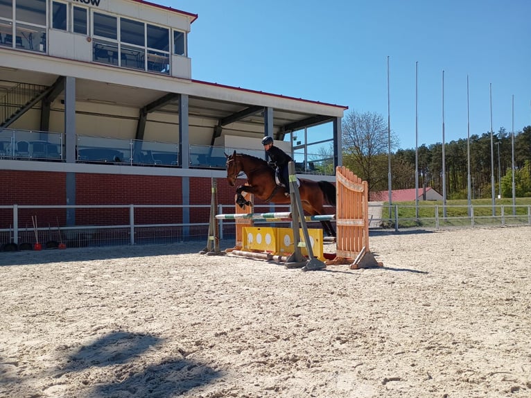 Zangersheider Mare 6 years 16.1 hh Bay in Leszno Dolne