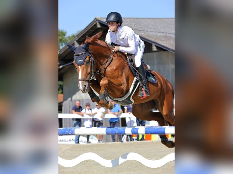 Zangersheider Mare 6 years 16,2 hh Chestnut-Red in Memmingen