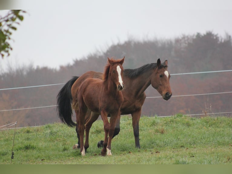 Zangersheider Mare 6 years 16,2 hh Chestnut-Red in Mossautal