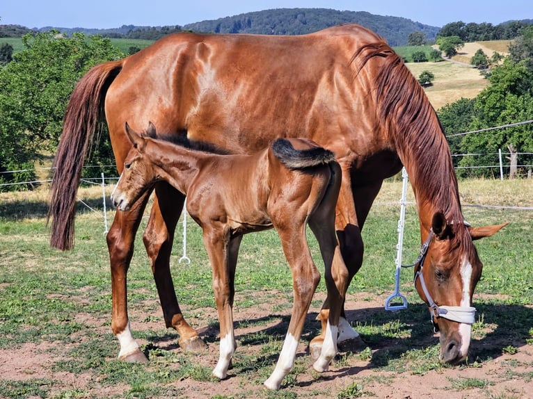 Zangersheider Mare 6 years 16,2 hh Chestnut-Red in Mossautal