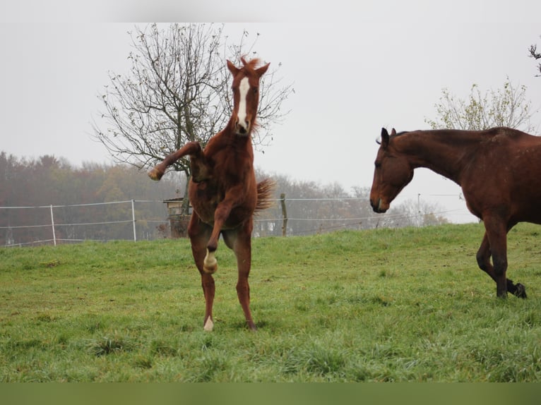 Zangersheider Mare 6 years 16,2 hh Chestnut-Red in Mossautal