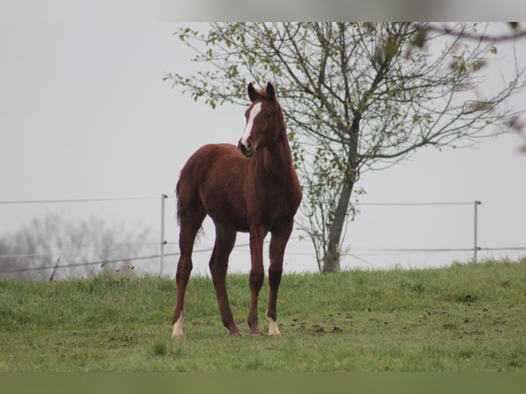 Zangersheider Mare 6 years 16,2 hh Chestnut-Red in Mossautal