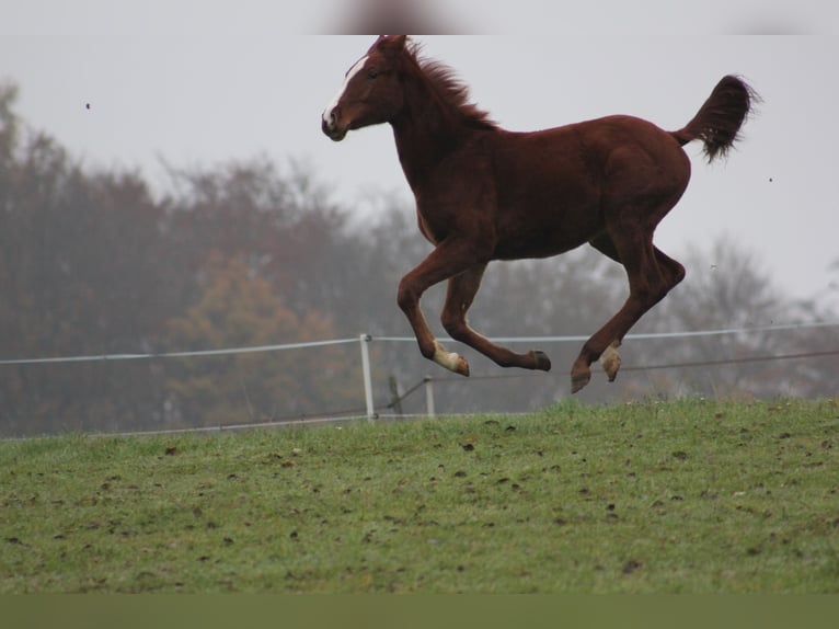 Zangersheider Mare 6 years 16,2 hh Chestnut-Red in Mossautal