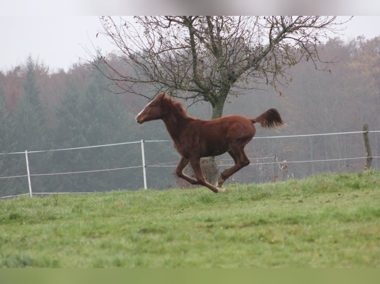 Zangersheider Mare 6 years 16,2 hh Chestnut-Red in Mossautal