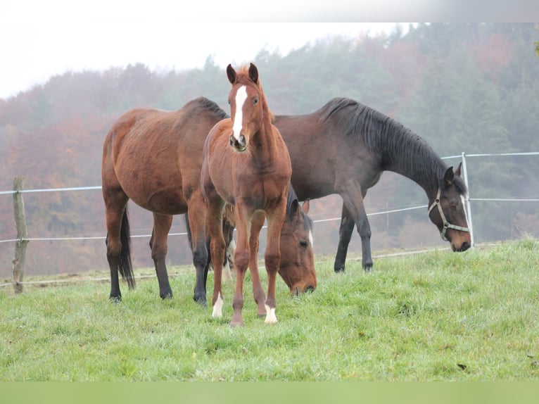 Zangersheider Mare 6 years 16,2 hh Chestnut-Red in Mossautal