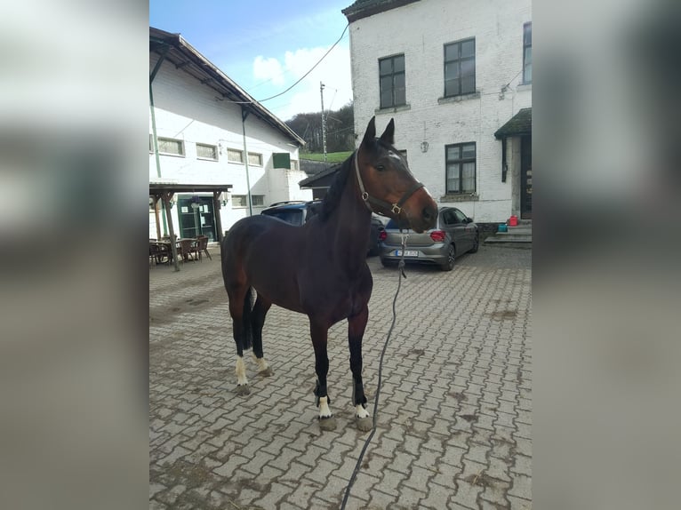 Zangersheider Mare 6 years 16 hh Bay-Dark in Aachen
