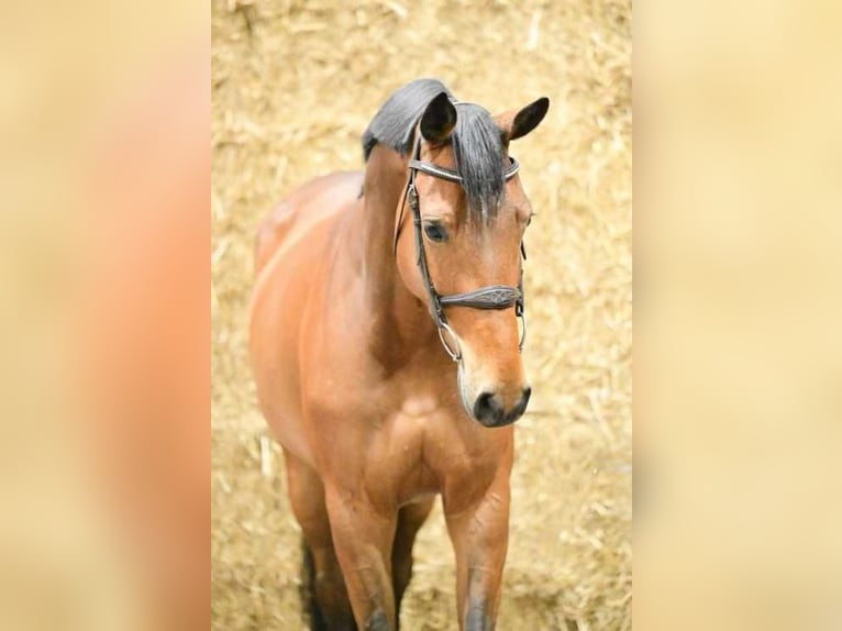 Zangersheider Mare 6 years 16 hh Bay in Bladel