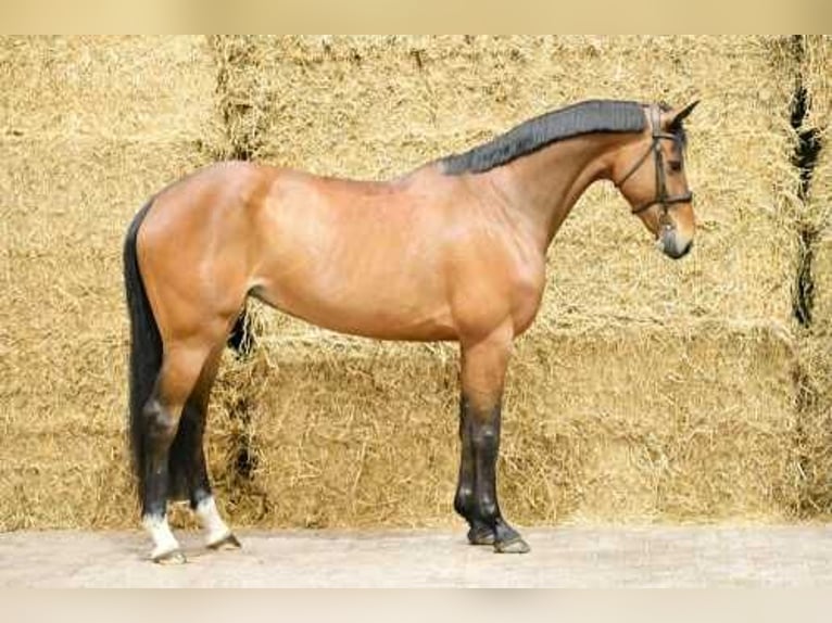 Zangersheider Mare 6 years 16 hh Bay in Bladel
