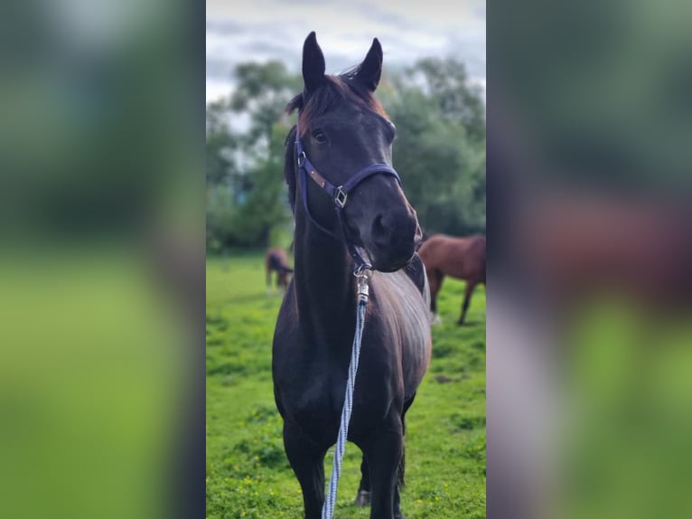 Zangersheider Mare 6 years 16 hh Black in Rutha