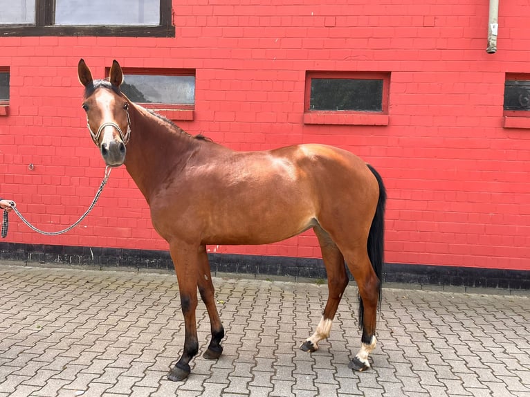 Zangersheider Mare 6 years 16 hh Brown in Benken SG