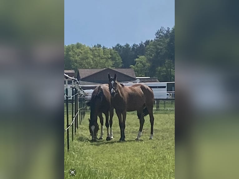 Zangersheider Mare 6 years 16 hh Brown in Benken SG