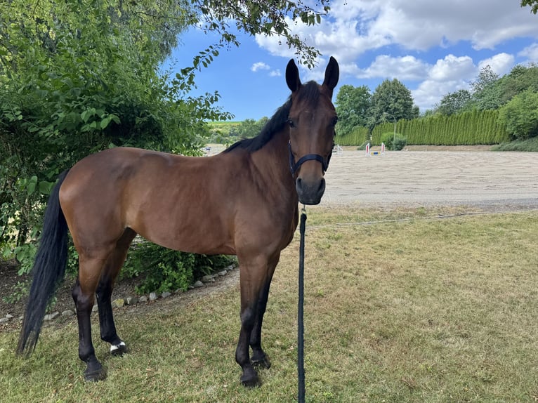 Zangersheider Mare 6 years 16 hh Brown in Nähe Koblenz