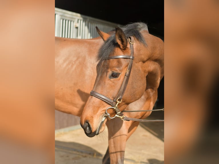 Zangersheider Mare 6 years 16 hh Brown in Geilenkirchen