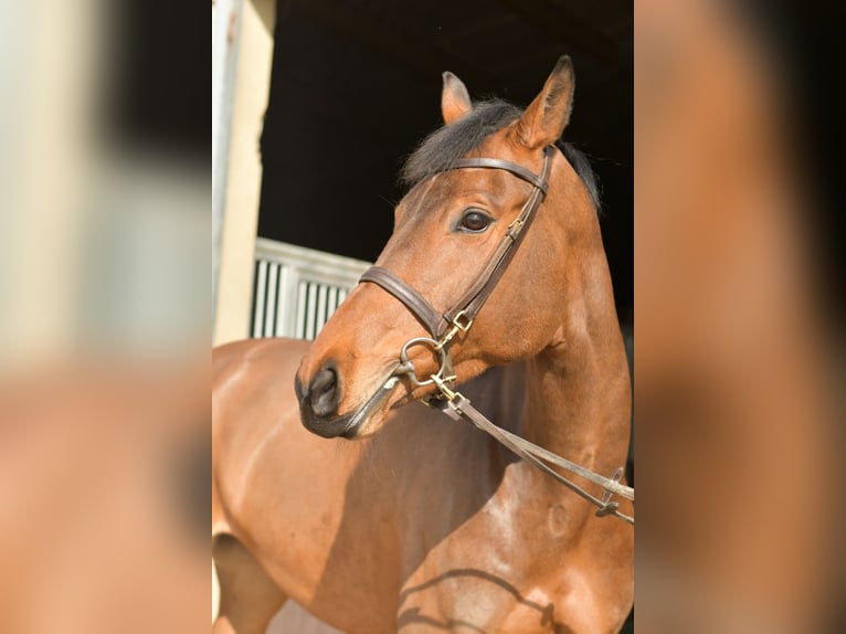 Zangersheider Mare 6 years 16 hh Brown in Geilenkirchen