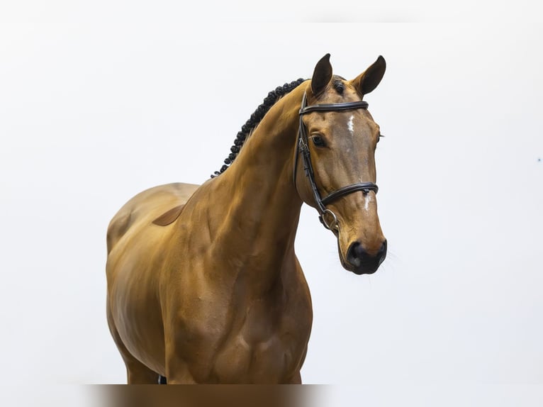 Zangersheider Mare 6 years 16 hh Brown in Waddinxveen