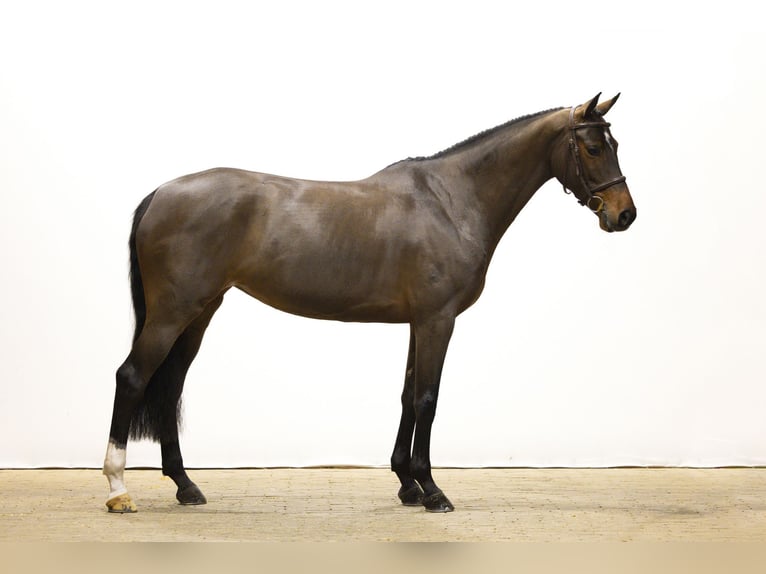 Zangersheider Mare 6 years 16 hh Brown in Waddinxveen