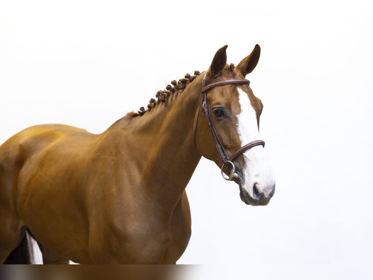 Zangersheider Mare 6 years 16 hh Chestnut-Red in Waddinxveen