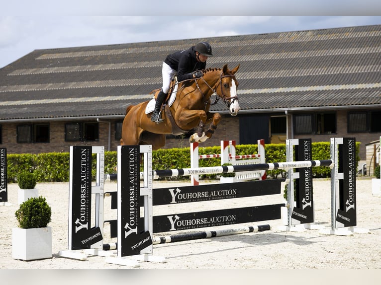 Zangersheider Mare 6 years 16 hh Chestnut-Red in Waddinxveen