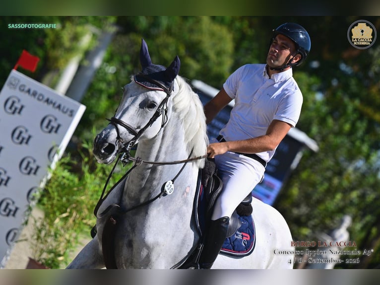 Zangersheider Mare 6 years 16 hh Grey in Milano