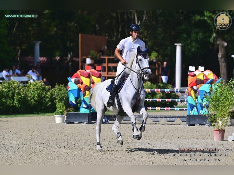Zangersheider Mare 6 years 16 hh Grey in Milano