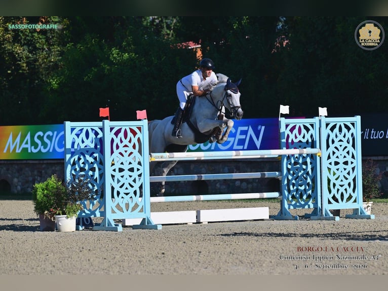 Zangersheider Mare 6 years 16 hh Grey in Milano