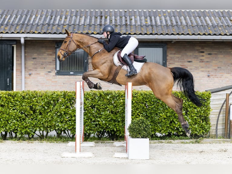 Zangersheider Mare 6 years 16 hh  in Waddinxveen