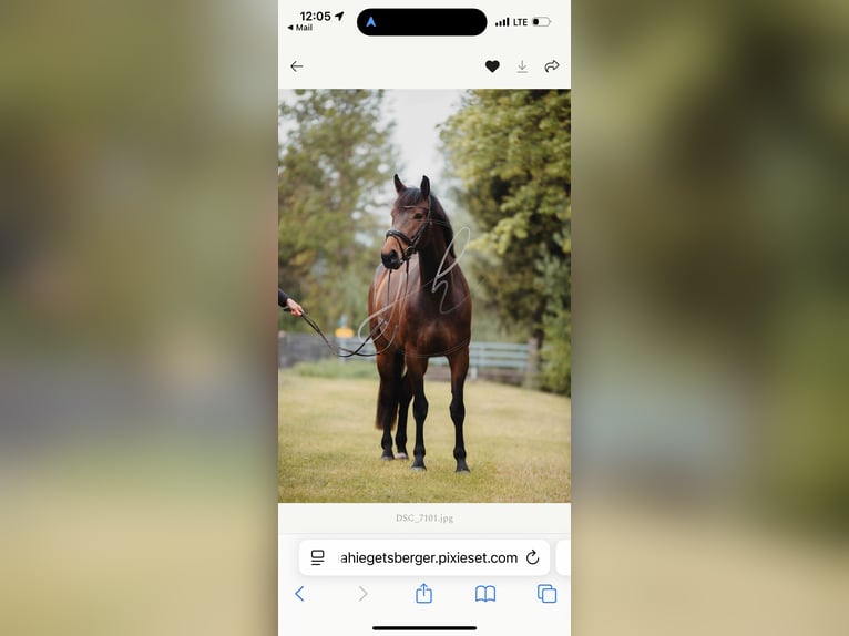 Zangersheider Mare 6 years 16,1 hh Bay-Dark in Sankt Peter am Kammersberg