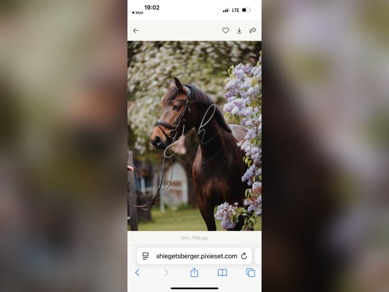 Zangersheider Mare 6 years 16,1 hh Bay-Dark in Sankt Peter am Kammersberg