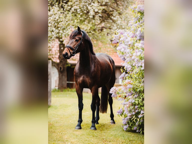 Zangersheider Mare 6 years 16,1 hh Bay-Dark in Sankt Peter am Kammersberg