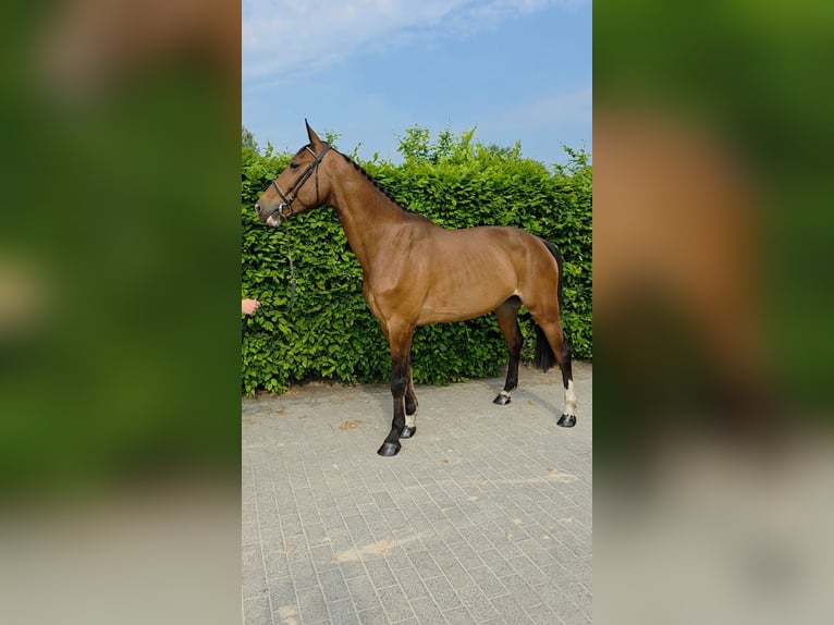 Zangersheider Mare 6 years 16,1 hh Bay-Dark in hechtel Eksel