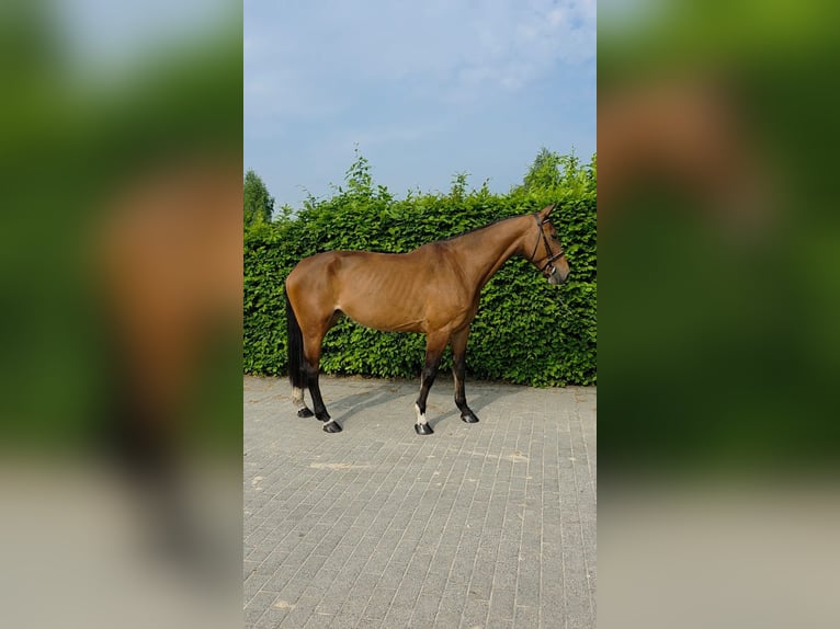 Zangersheider Mare 6 years 16,1 hh Bay-Dark in hechtel Eksel