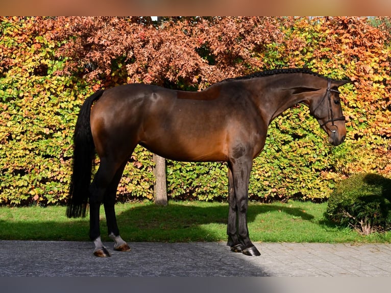 Zangersheider Mare 6 years 16,1 hh Bay-Dark in Bladel
