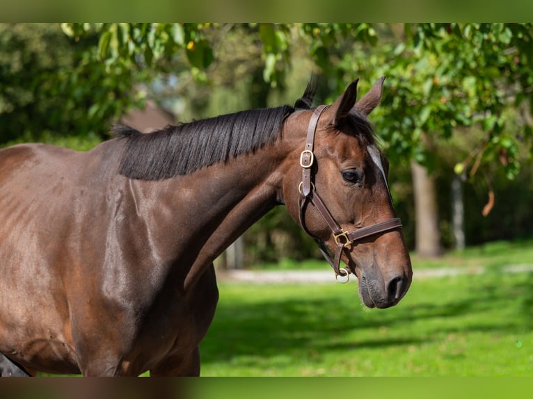 Zangersheider Mare 6 years 16,1 hh Bay-Dark in GROTE-BROGEL