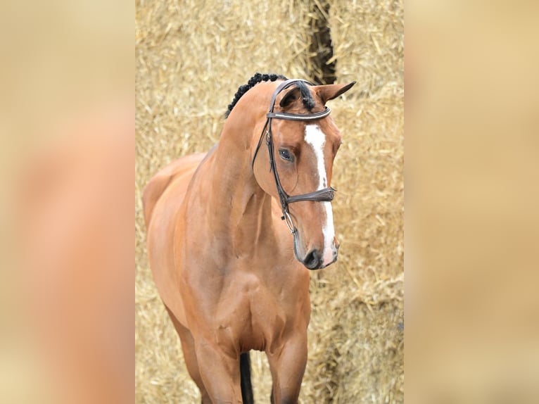 Zangersheider Mare 6 years 16,1 hh Bay in Bladel