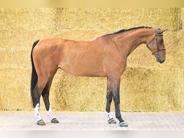 Zangersheider Mare 6 years 16,1 hh Bay in Bladel