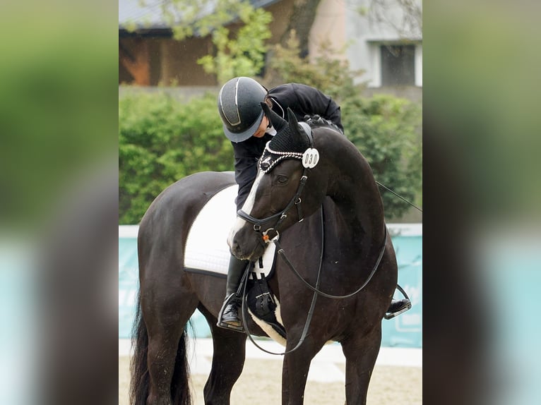 Zangersheider Mare 6 years 16,1 hh Black in Czarny Dunajec