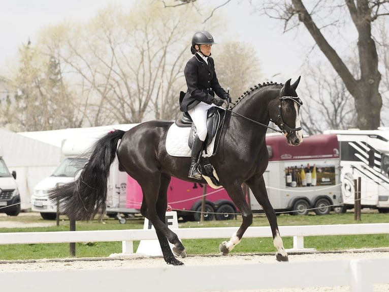 Zangersheider Mare 6 years 16,1 hh Black in Czarny Dunajec