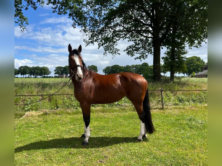 Zangersheider Mare 6 years 16,1 hh Brown in Holten