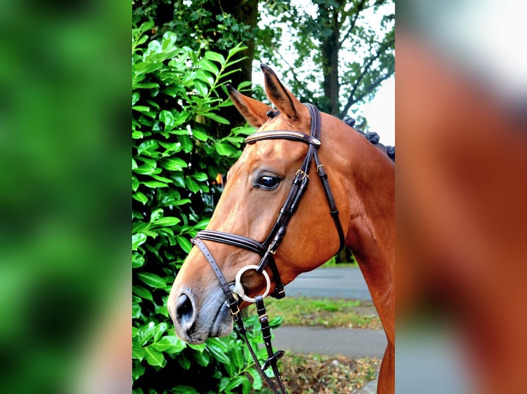 Zangersheider Mare 6 years 16,1 hh Brown in Meppen