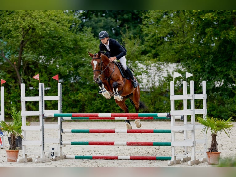 Zangersheider Mare 6 years 16,1 hh Brown in Mszana Górna