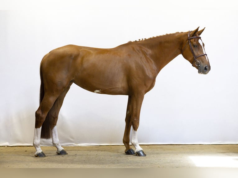 Zangersheider Mare 6 years 16,1 hh Chestnut-Red in Waddinxveen