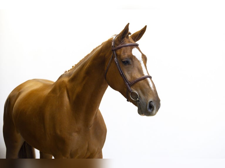 Zangersheider Mare 6 years 16,1 hh Chestnut-Red in Waddinxveen