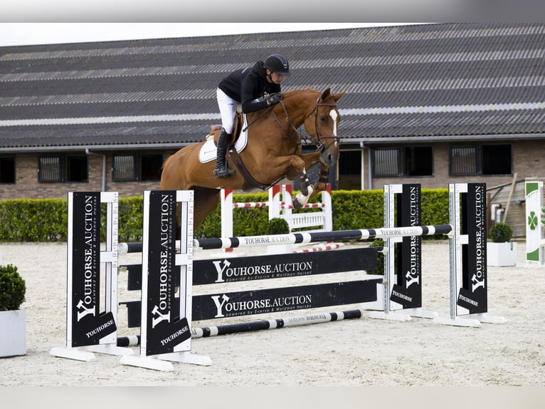 Zangersheider Mare 6 years 16,1 hh Chestnut-Red in Waddinxveen