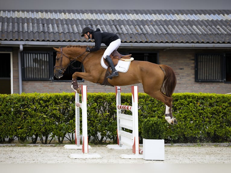 Zangersheider Mare 6 years 16,1 hh Chestnut-Red in Waddinxveen