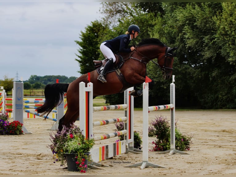 Zangersheider Mare 6 years 16,2 hh Bay-Dark in Datteln
